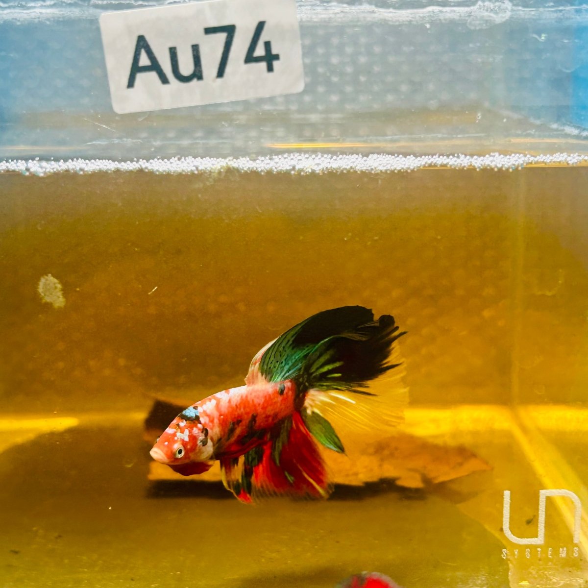 Halfmoon Nemo Green Eye Male Betta #Au74