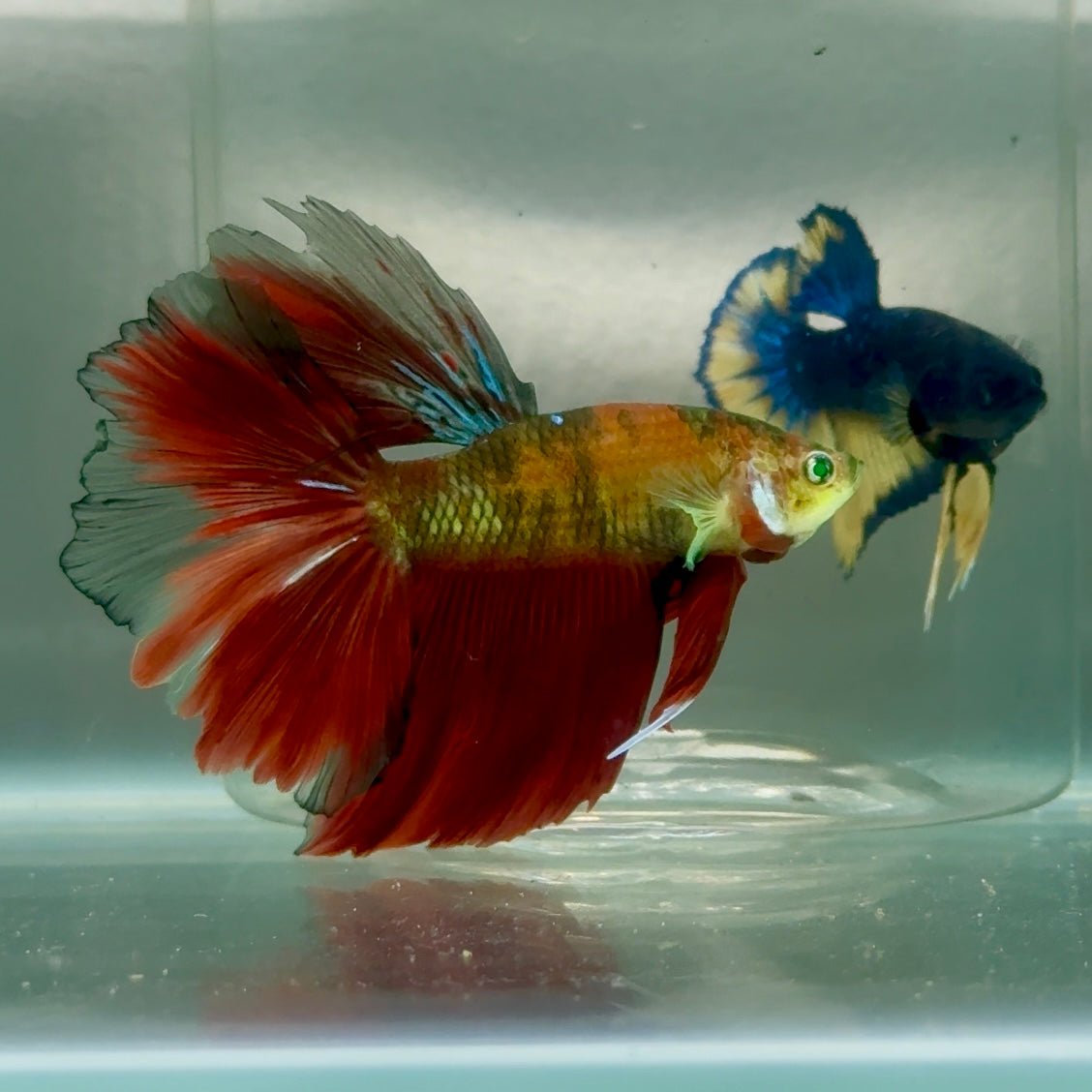 Halfmoon Nemo Green Eye Male Betta Jul07 Male betta