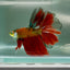 Halfmoon Nemo Green Eye Male Betta Jul07 Male betta