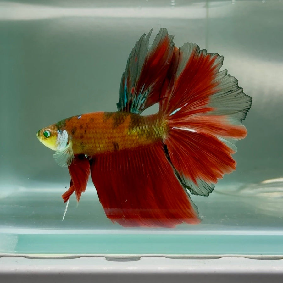 Halfmoon Nemo Green Eye Male Betta Jul07 Male betta