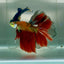 Halfmoon Nemo Green Eye Male Betta Jul07 Male betta