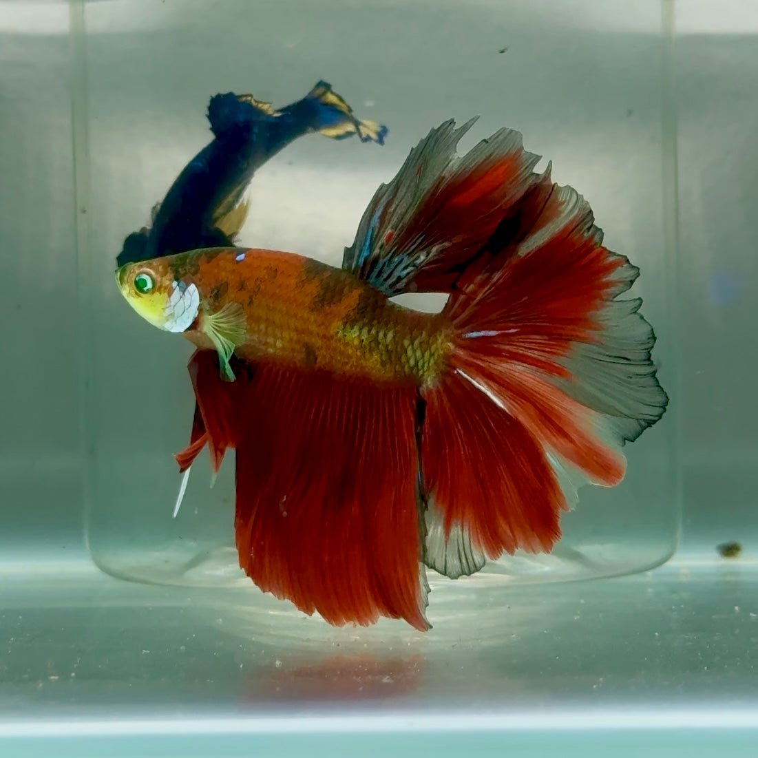 Halfmoon Nemo Green Eye Male Betta #Jul07