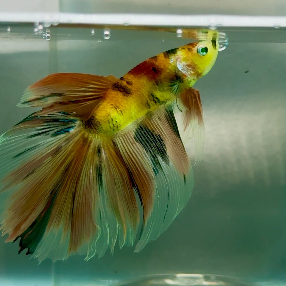 Halfmoon Nemo Green Eye Male Betta Jul08 Male betta