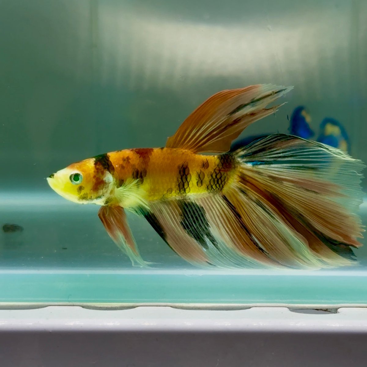 Halfmoon Nemo Green Eye Male Betta Jul08 Male betta