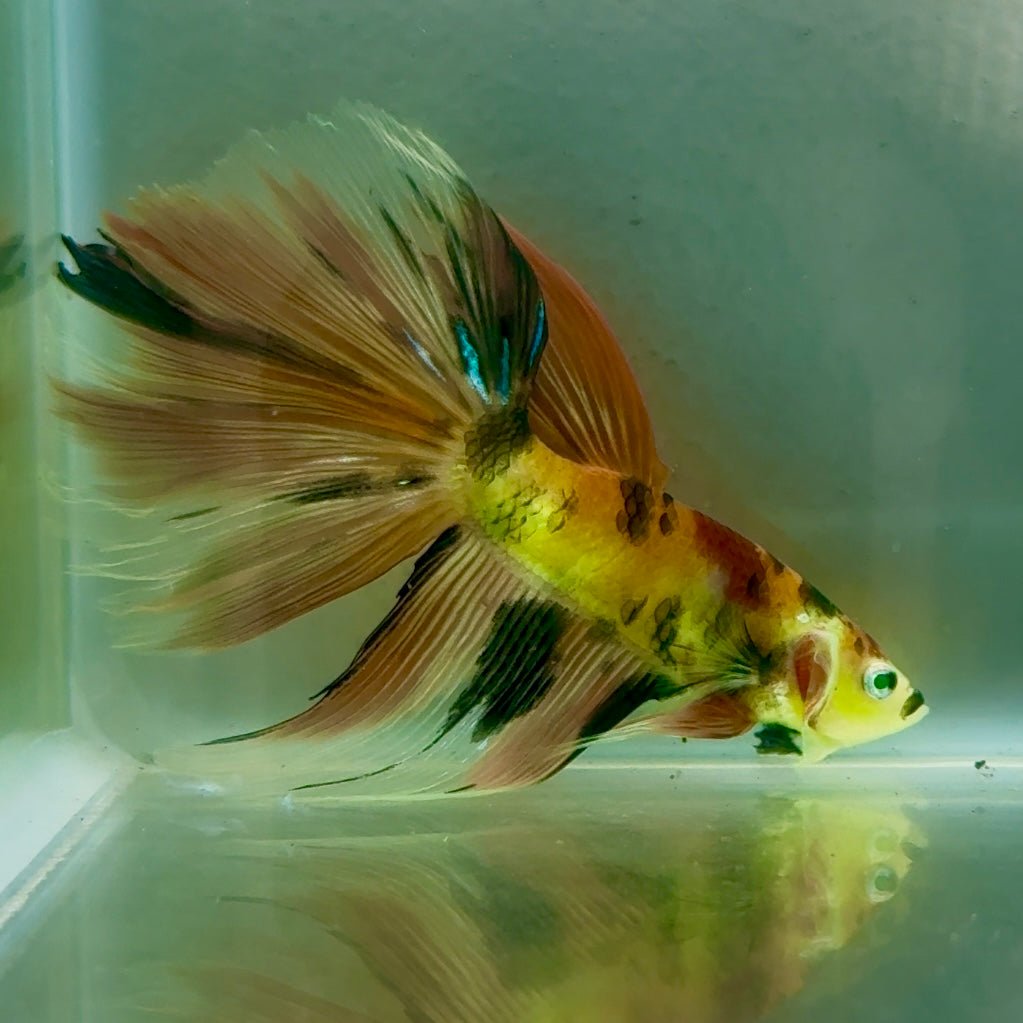 Halfmoon Nemo Green Eye Male Betta Jul08 Male betta