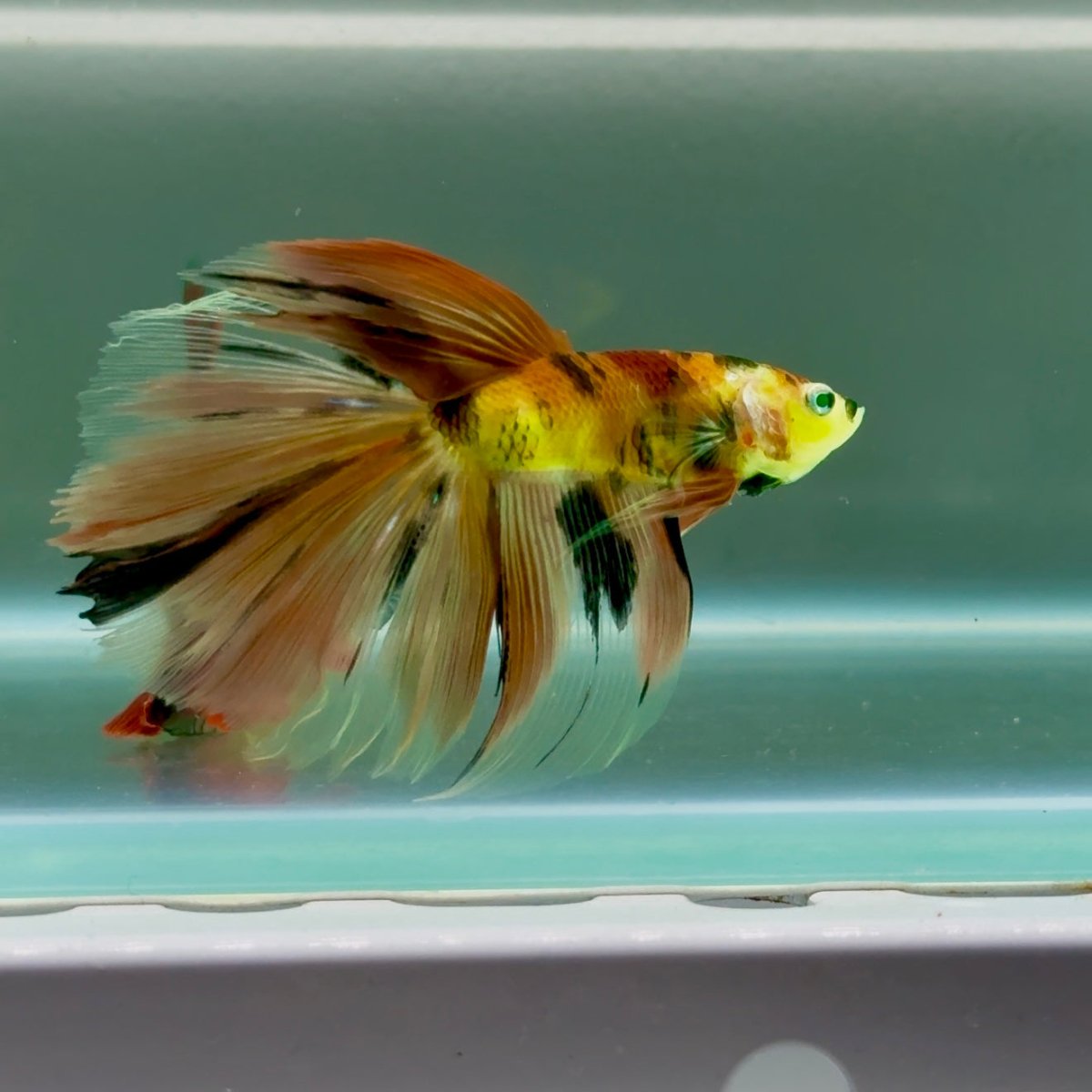Halfmoon Nemo Green Eye Male Betta Jul08 Male betta