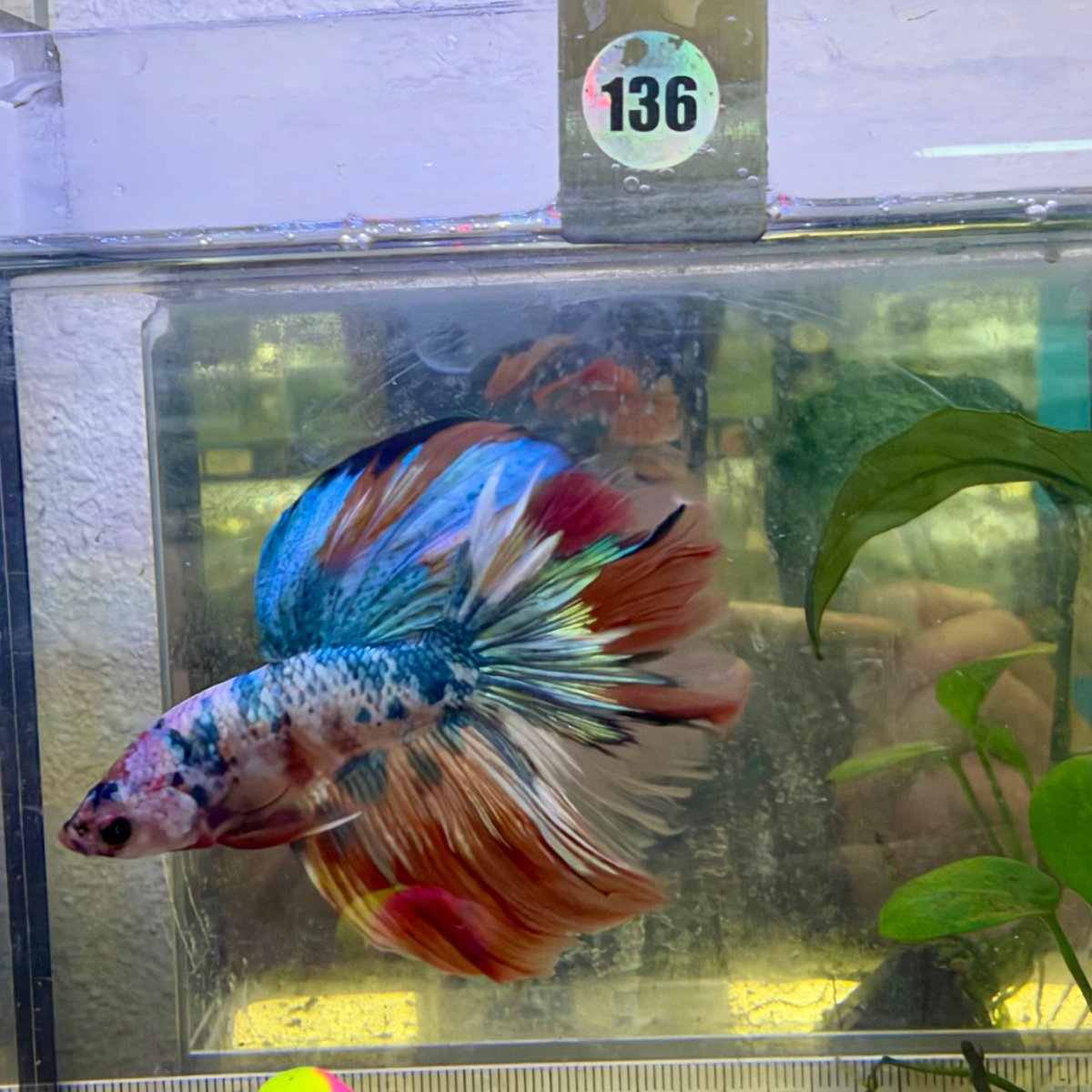 Halfmoon Nemo Koi Galaxy - Male Betta #136