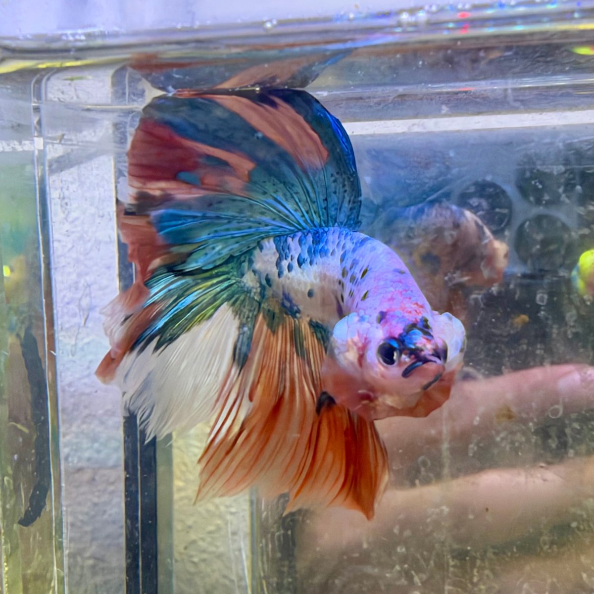Halfmoon Nemo Koi Galaxy - Male Betta #136