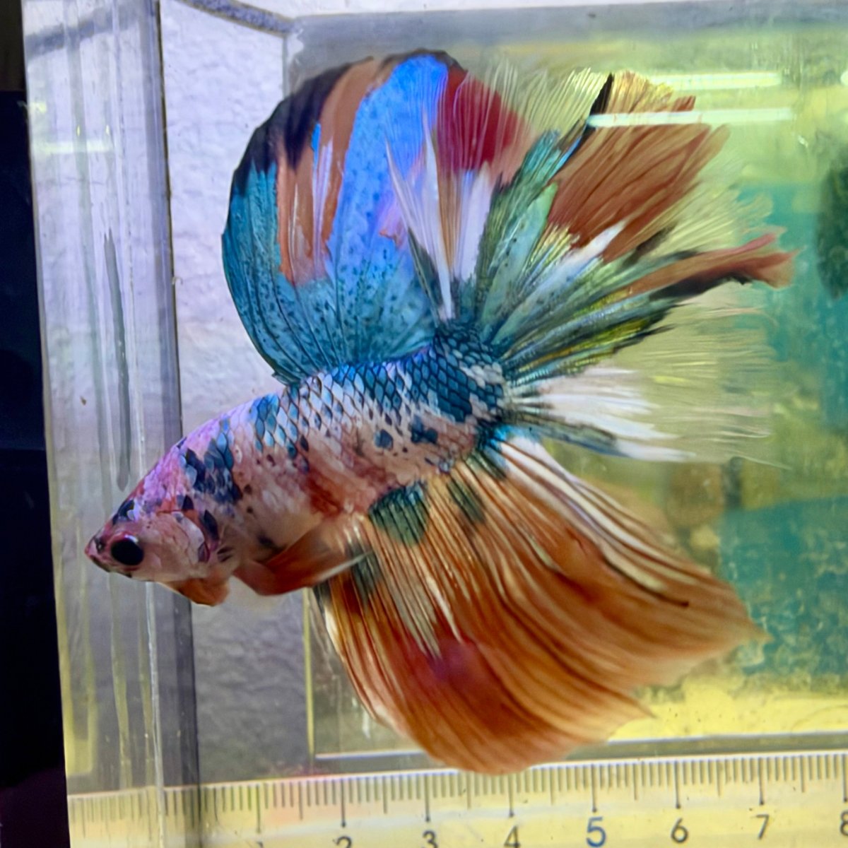 Halfmoon Nemo Koi Galaxy - Male Betta #136