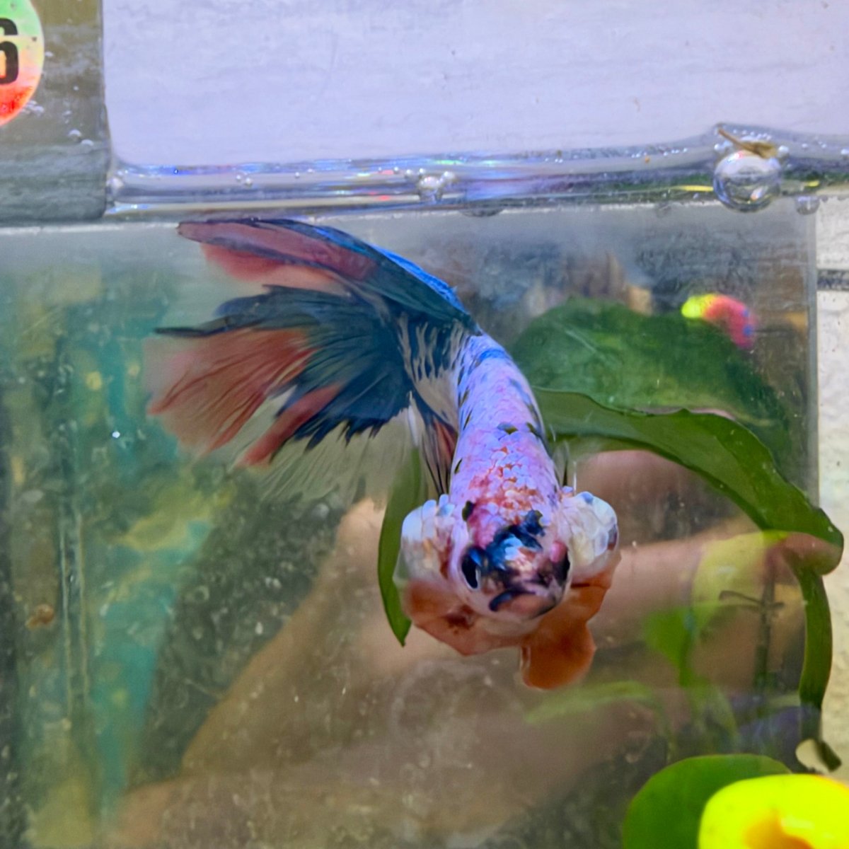 Halfmoon Nemo Koi Galaxy - Male Betta #136
