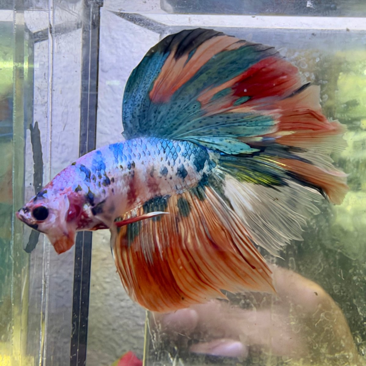 Halfmoon Nemo Koi Galaxy - Male Betta #136