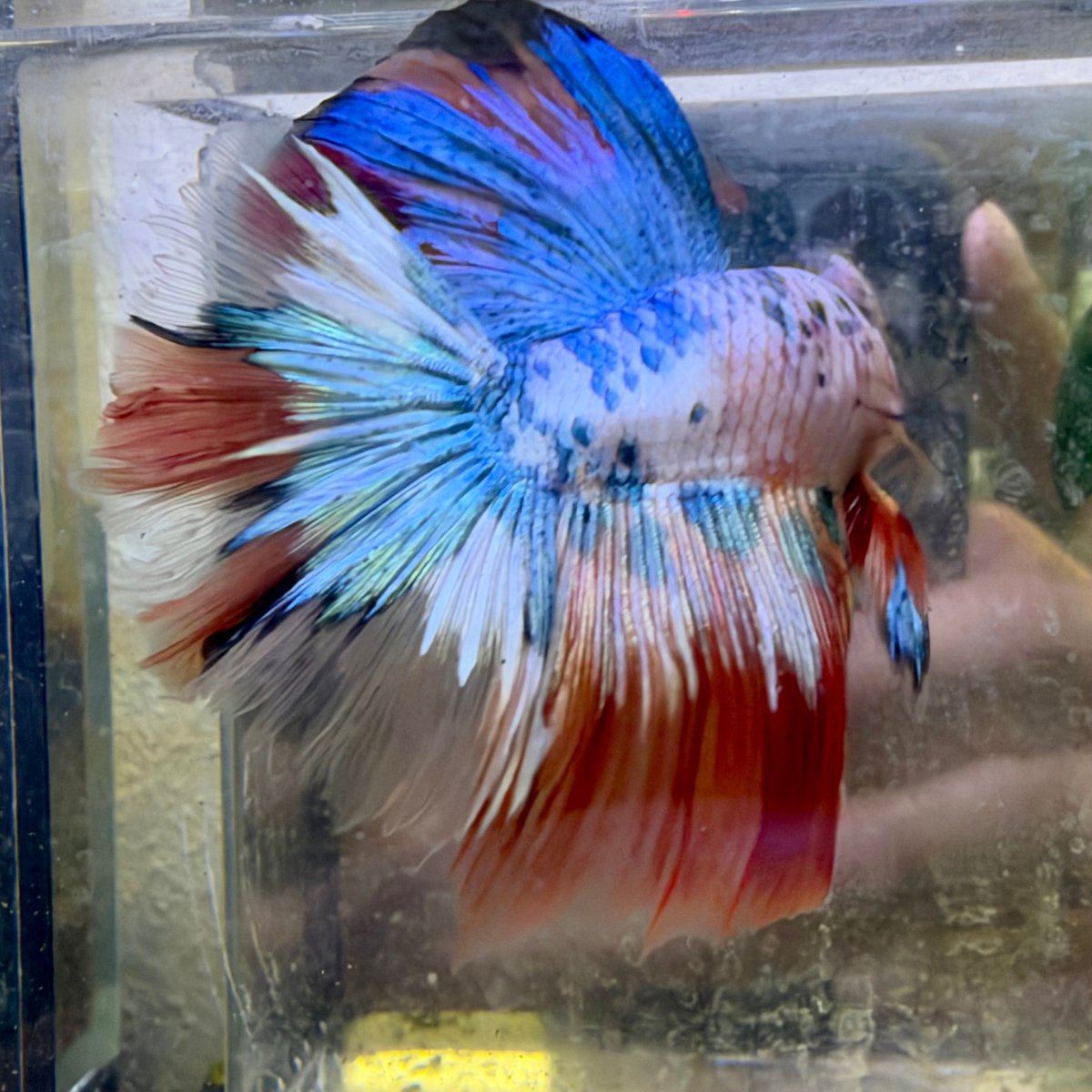 Halfmoon Nemo Koi Galaxy - Male Betta #136
