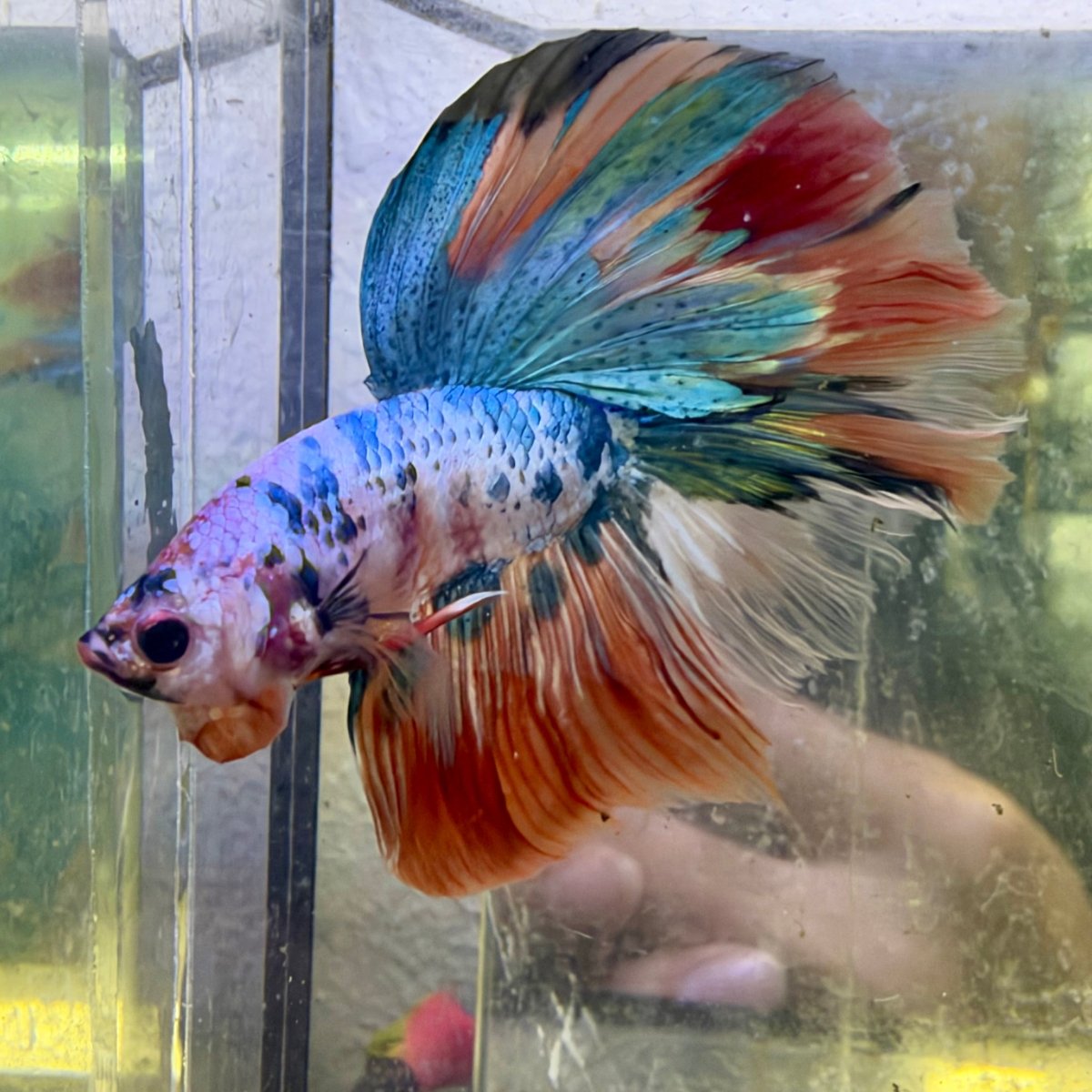 Halfmoon Nemo Koi Galaxy - Male Betta #136
