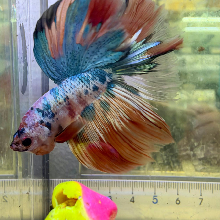Halfmoon Nemo Koi Galaxy - Male Betta #136 Live Betta Fish Male betta