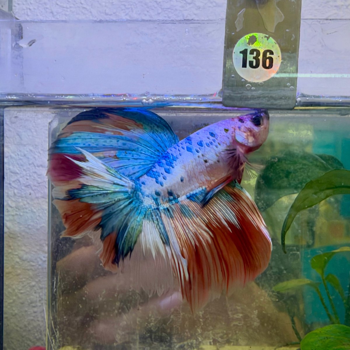 Halfmoon Nemo Koi Galaxy - Male Betta #136