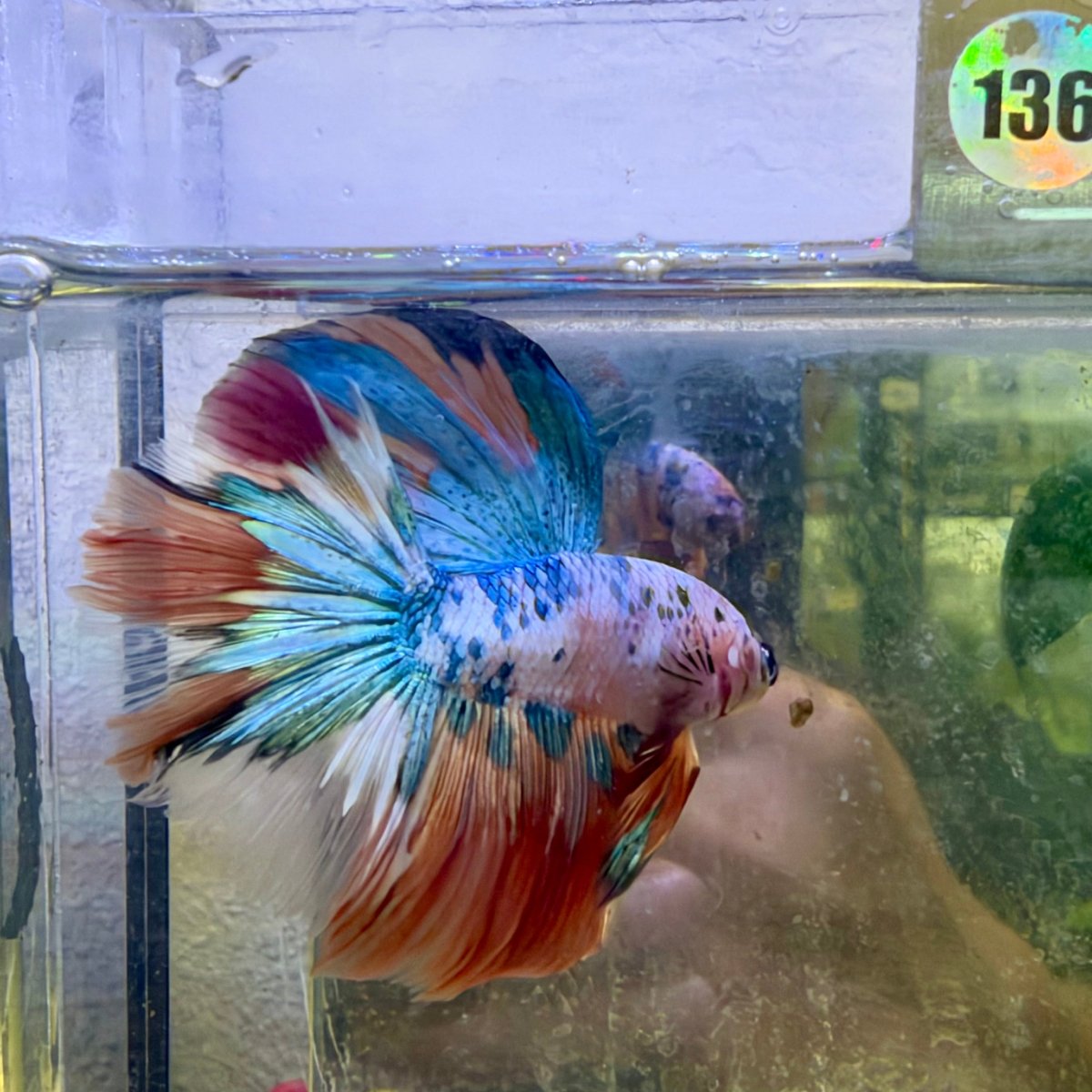 Halfmoon Nemo Koi Galaxy - Male Betta #136