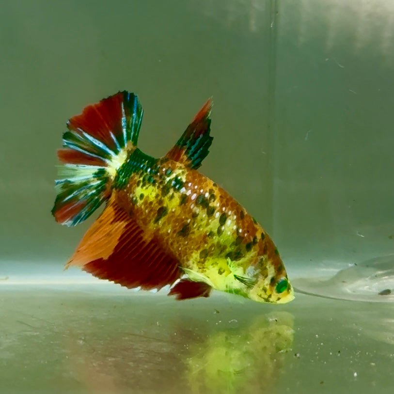 Halfmoon Nemo Metallic Green Eye Female Betta #Jul14
