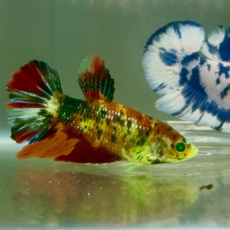 Halfmoon Nemo Metallic Green Eye Female Betta #Jul14