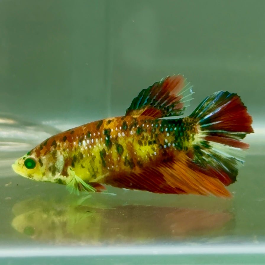 Halfmoon Nemo Metallic Green Eye Female Betta #Jul14