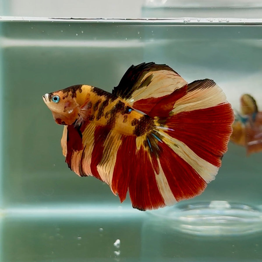 Halfmoon Nemo Multicolor Male Betta Au77 Male betta