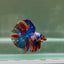 Halfmoon Nemo Multicolor Male Betta D03
