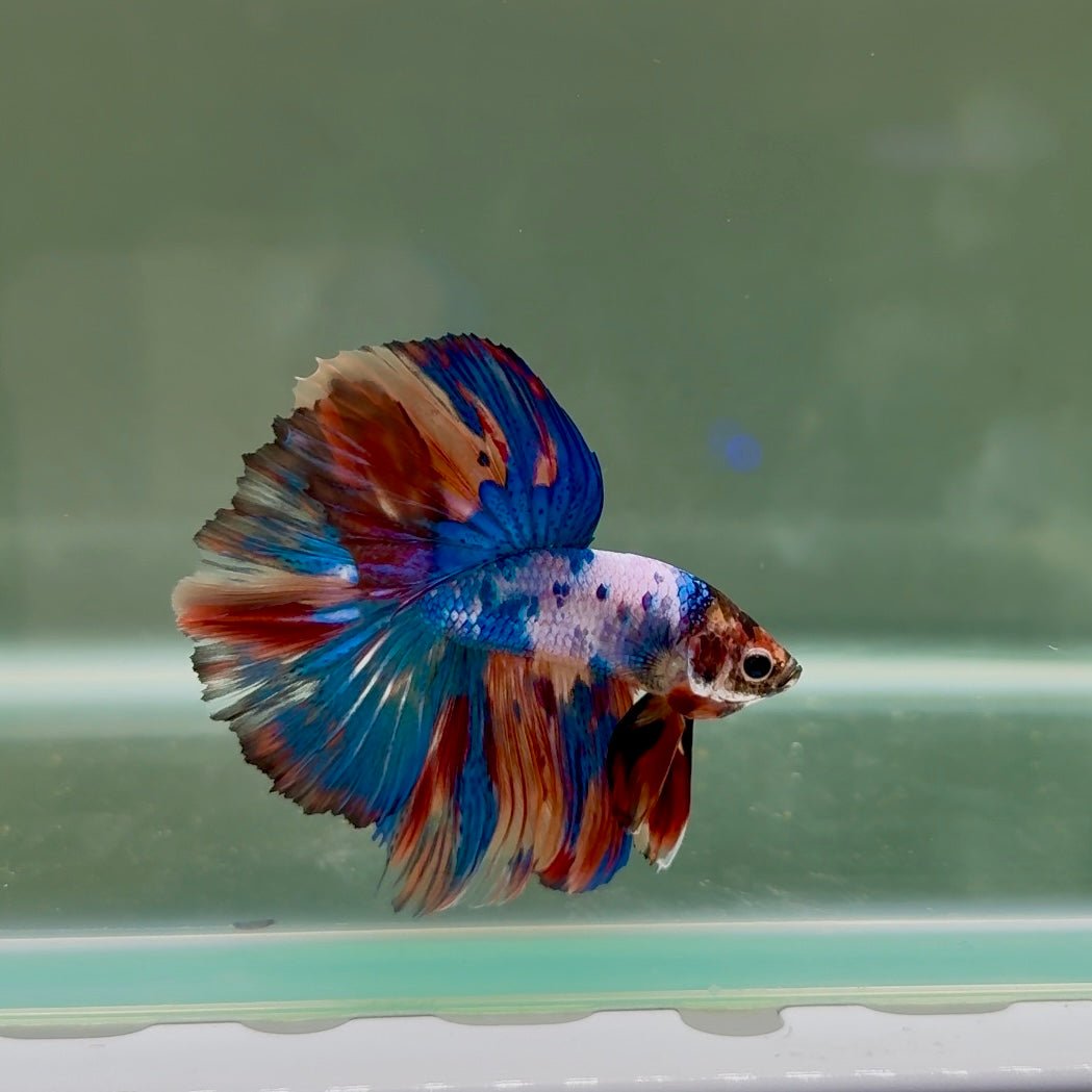 Halfmoon Nemo Multicolor Male Betta D03