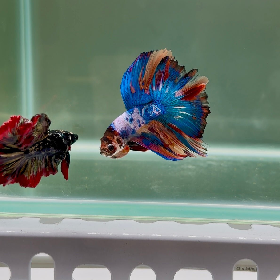 Halfmoon Nemo Multicolor Male Betta D03