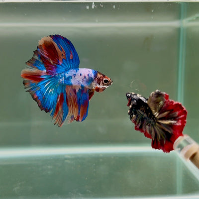 Halfmoon Nemo Multicolor Male Betta D03