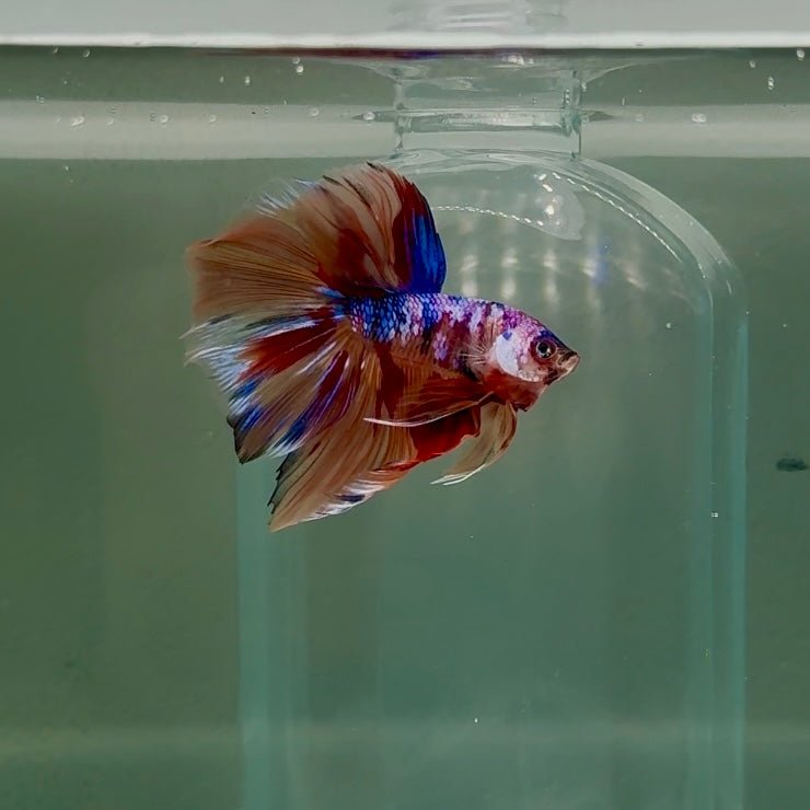 Halfmoon Nemo Multicolor Male Betta D08