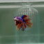 Halfmoon Nemo Multicolor Male Betta D08