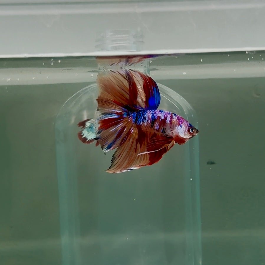 Halfmoon Nemo Multicolor Male Betta D08