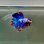 Halfmoon Nemo Multicolor Male Betta D10