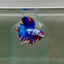 Halfmoon Nemo Multicolor Male Betta D10