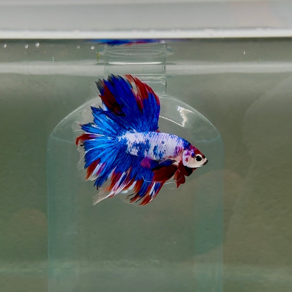 Halfmoon Nemo Multicolor Male Betta D10