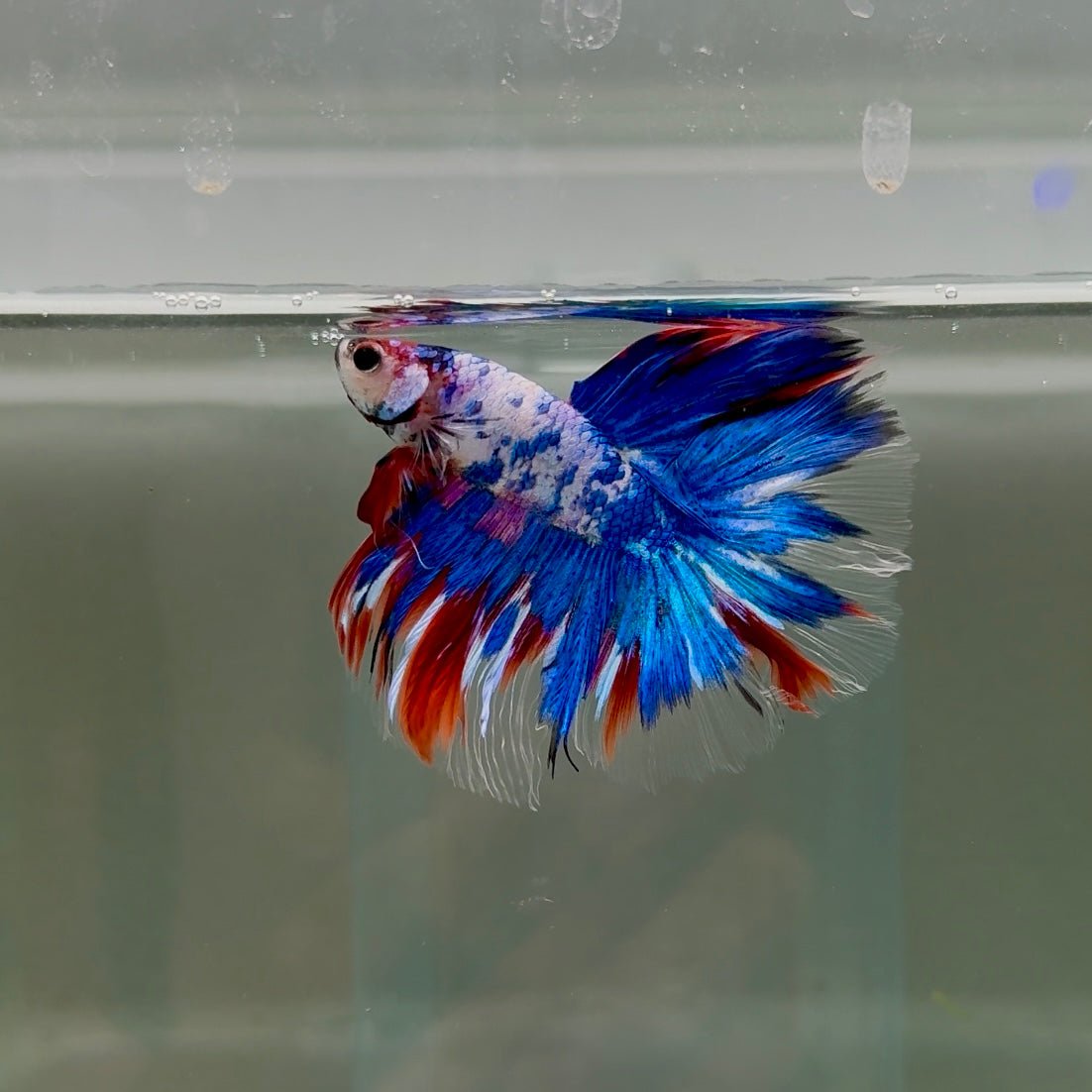 Halfmoon Nemo Multicolor Male Betta D10