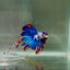 Halfmoon Nemo Multicolor Male Betta D10