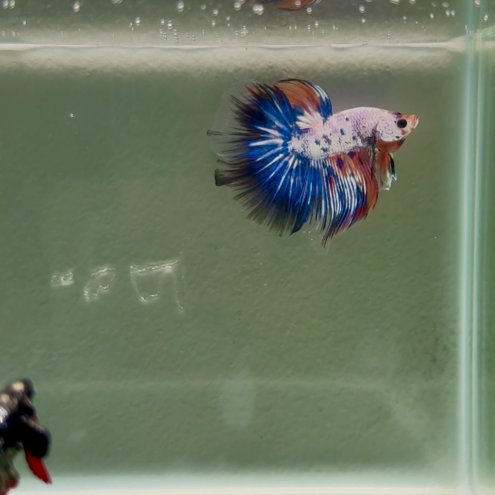 Halfmoon Nemo Multicolor Male Betta D13