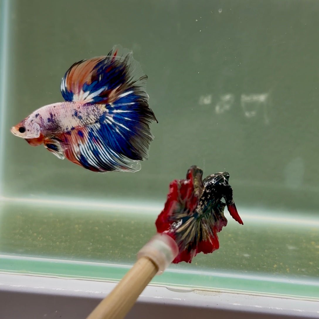 Halfmoon Nemo Multicolor Male Betta D13