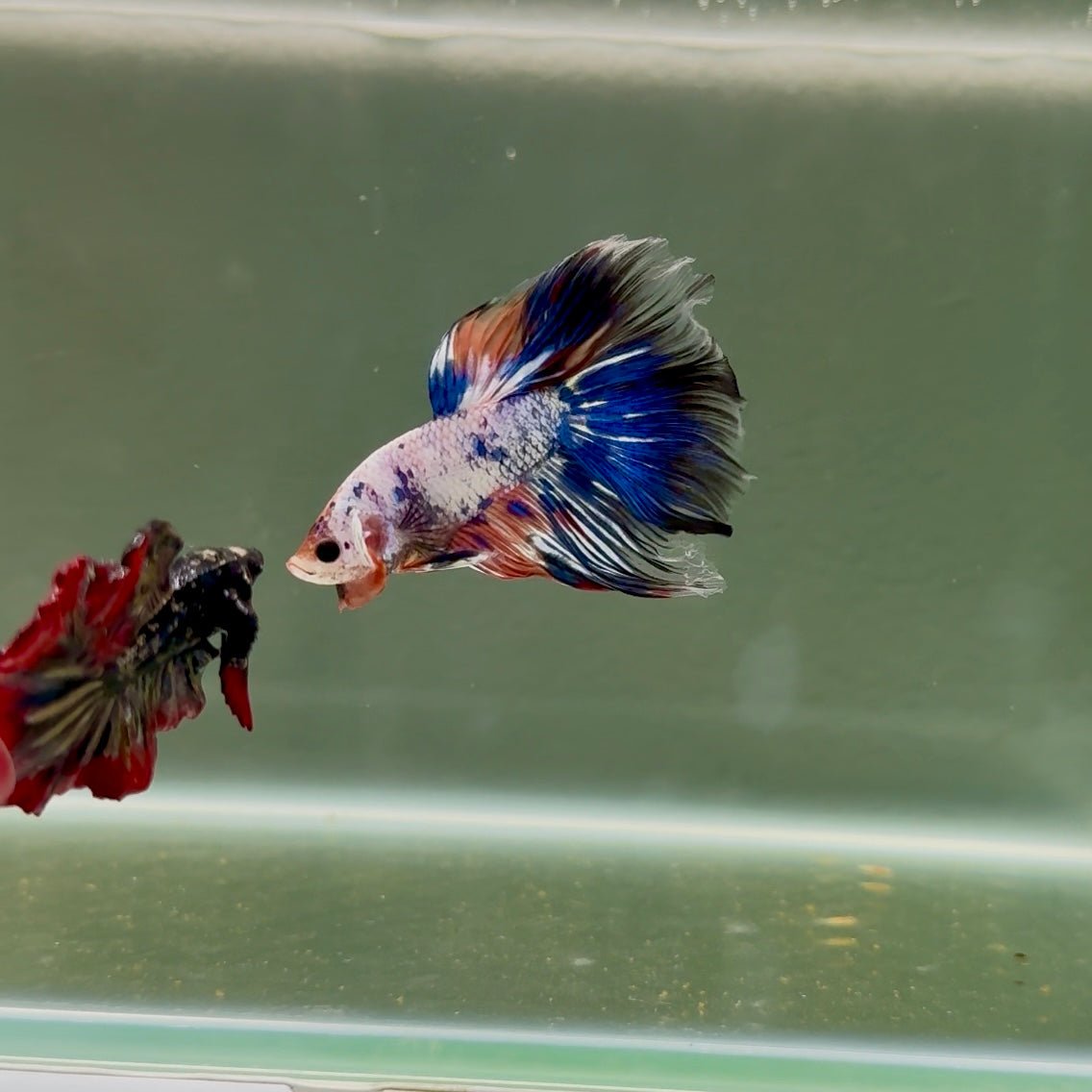 Halfmoon Nemo Multicolor Male Betta D13