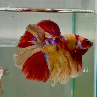 Halfmoon Nemo Multicolor Male Betta Ju33 Male betta