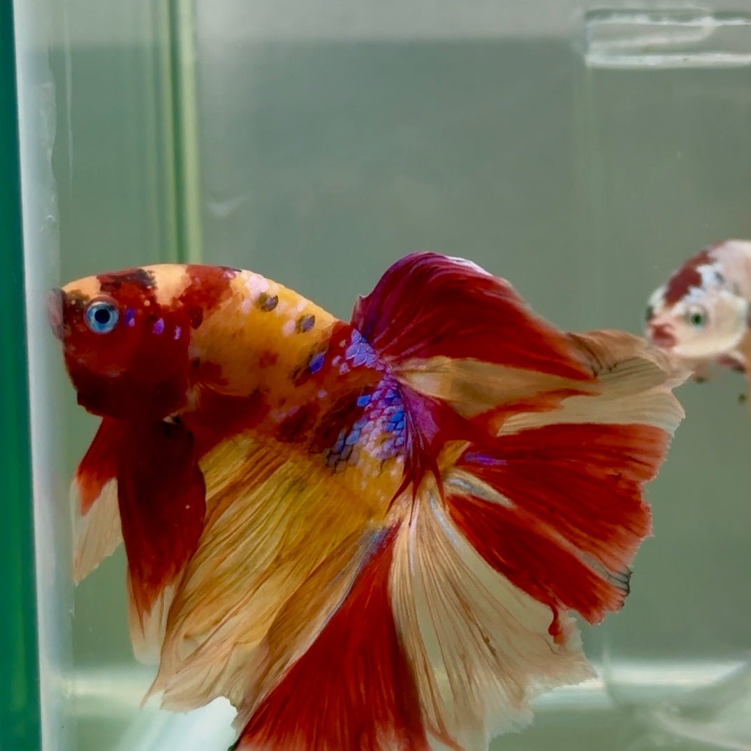 Halfmoon Nemo Multicolor Male Betta Ju33 Male betta