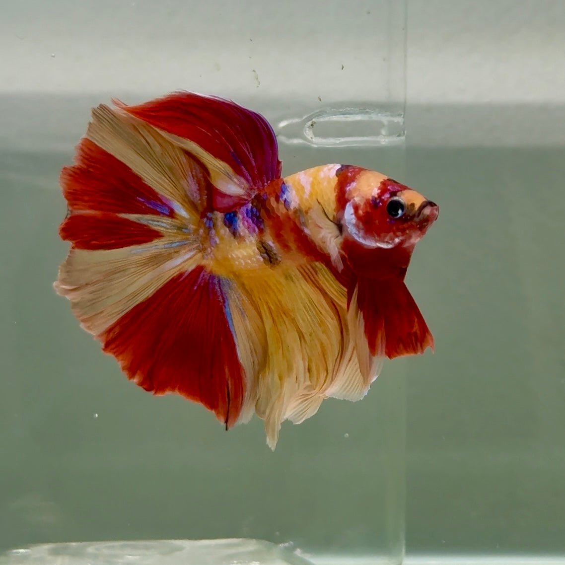 Halfmoon Nemo Multicolor Male Betta Ju33 Male betta