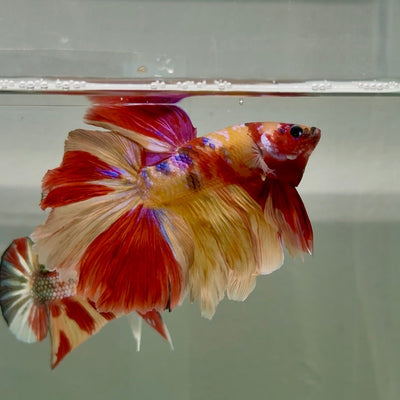 Halfmoon Nemo Multicolor Male Betta Ju33 Male betta