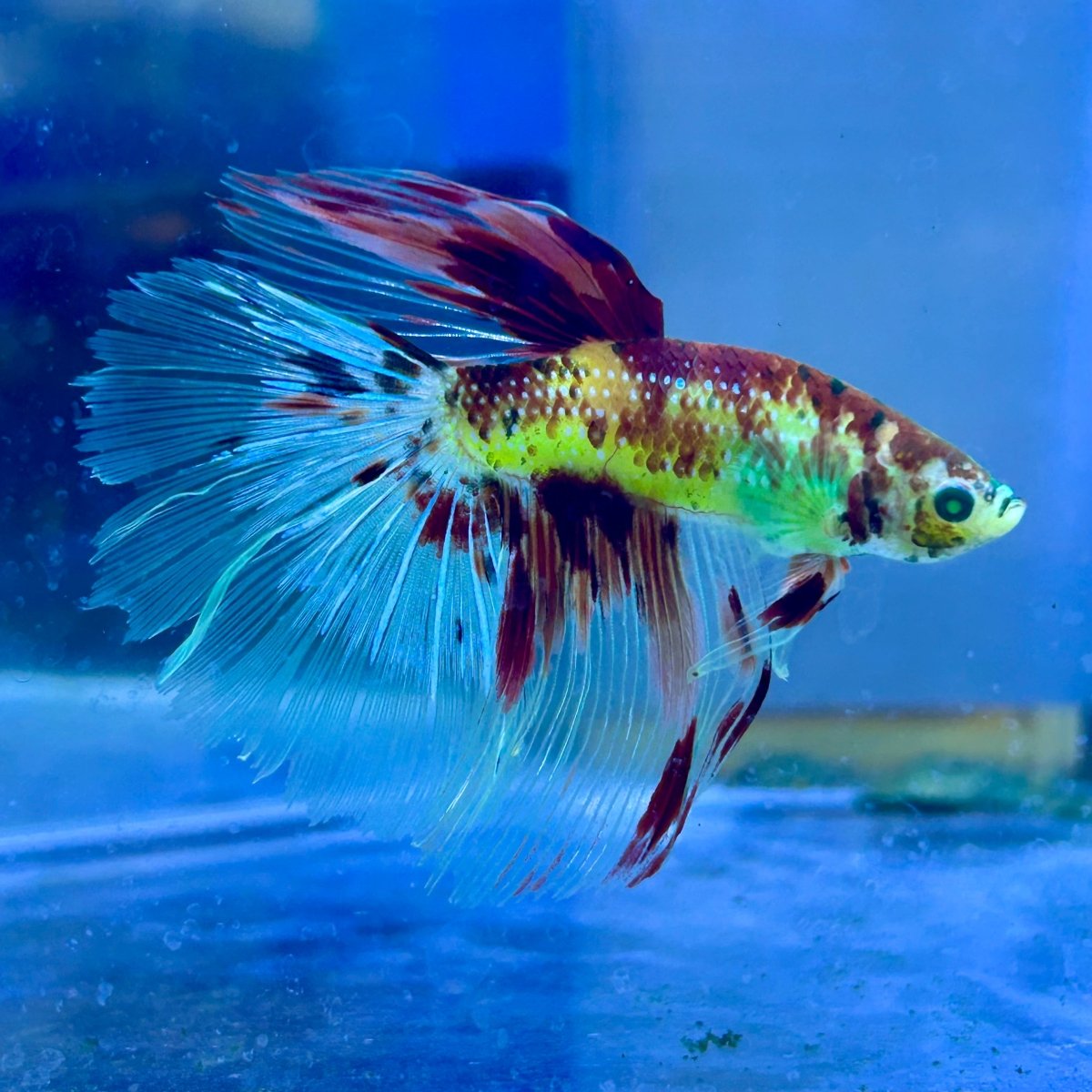 Halfmoon Neon Multicolor Male Betta #Ju23