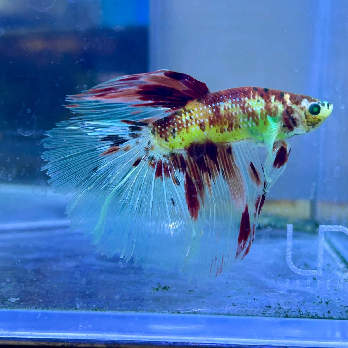 Halfmoon Neon Multicolor Male Betta #Ju23