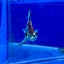 Halfmoon Neon Multicolor Male Betta Ju23 Male betta