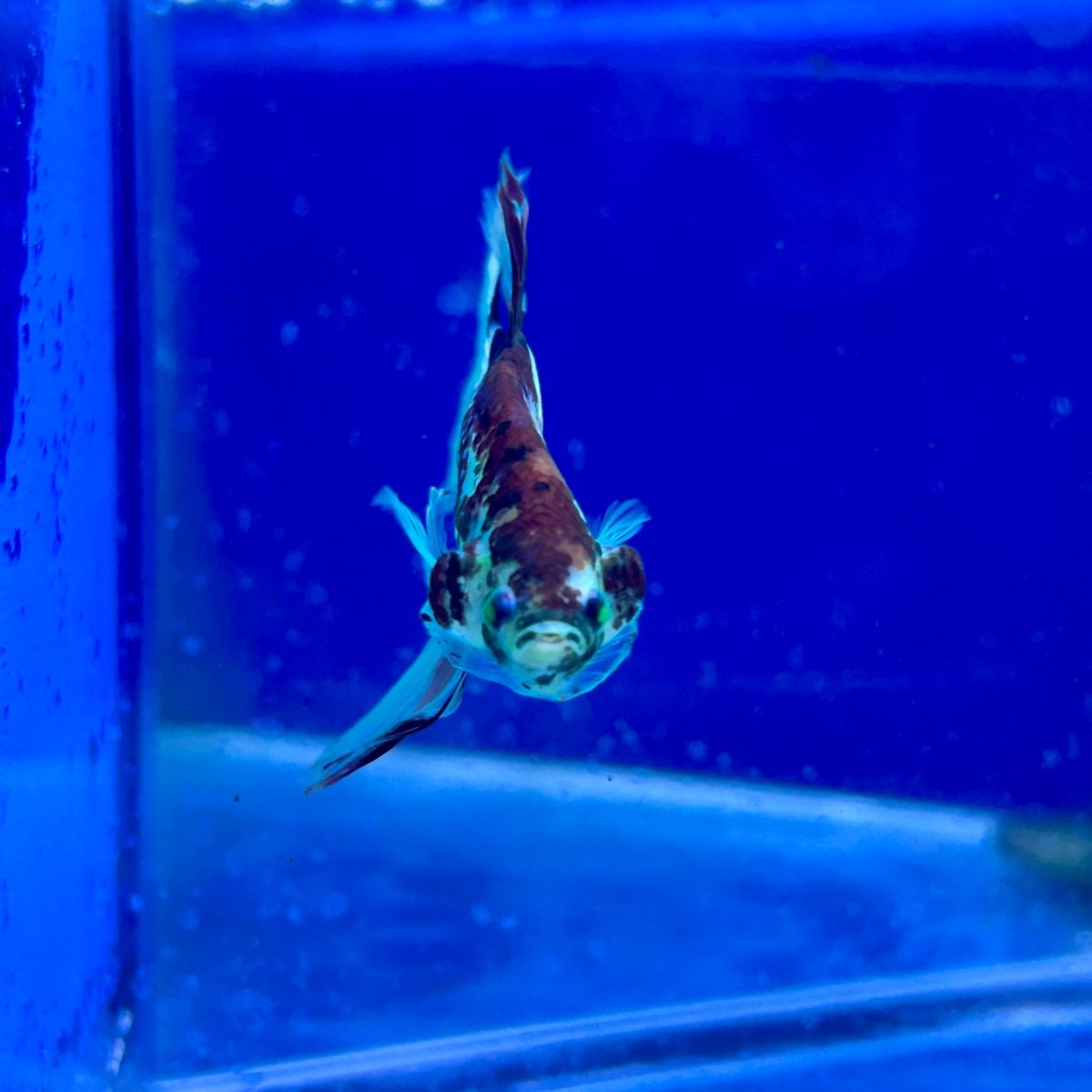 Halfmoon Neon Multicolor Male Betta #Ju23