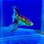 Halfmoon Neon Multicolor Male Betta Ju23 Male betta