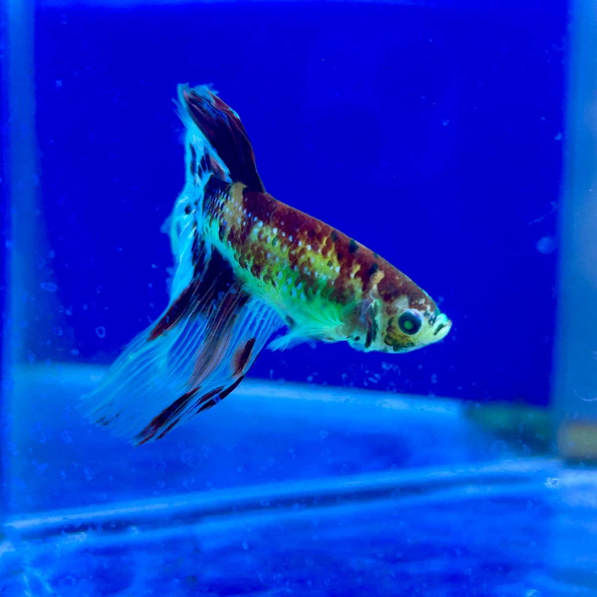 Halfmoon Neon Multicolor Male Betta #Ju23