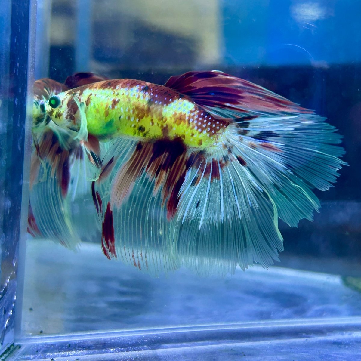 Halfmoon Neon Multicolor Male Betta #Ju23